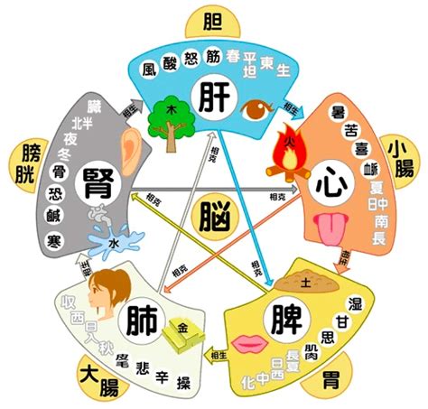 五行健康|五行説の概要と人体との関係 